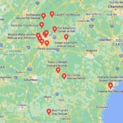 Screenshot of a map with French Bulldog Rescues in Georgia in Google Maps