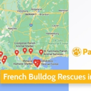 Screenshot of a map with French Bulldog Rescues in Louisiana in Google Maps