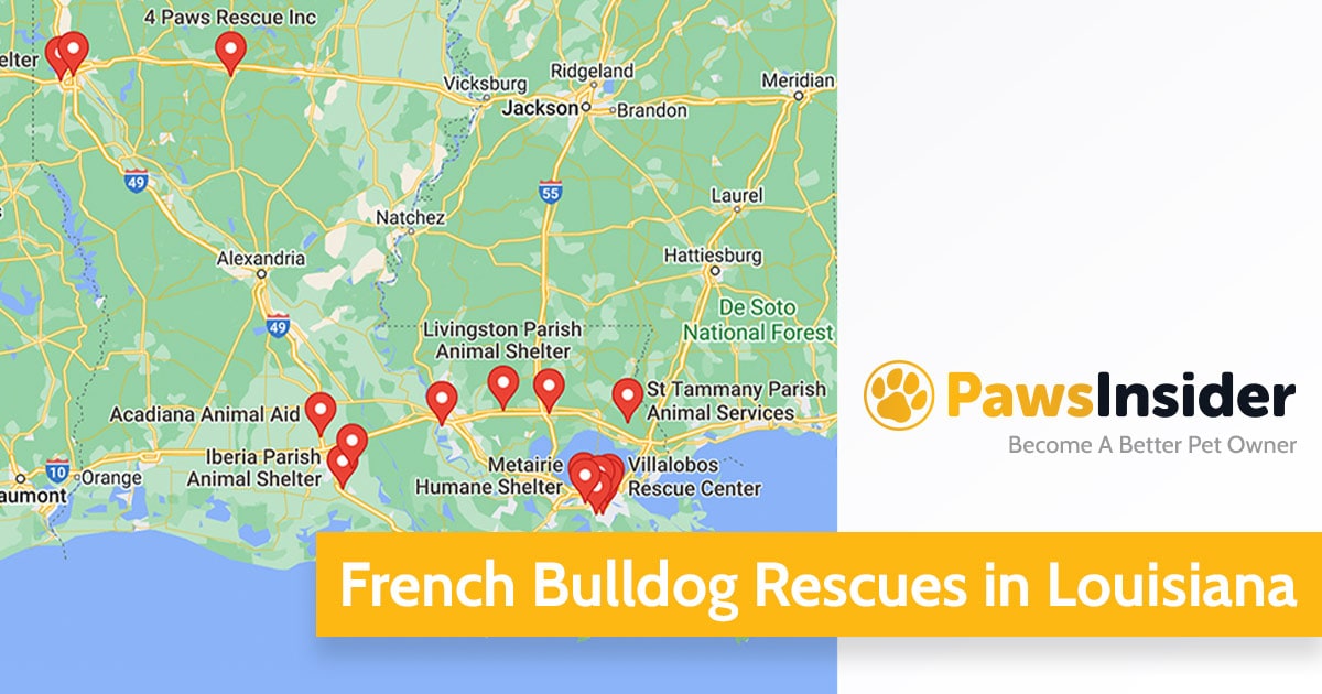 Screenshot of a map with French Bulldog Rescues in Louisiana in Google Maps