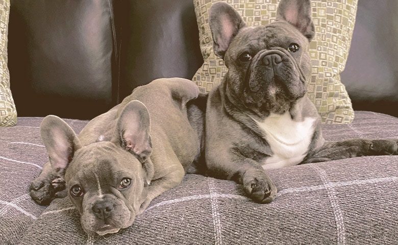 2 French Bulldogs laying on a sofa