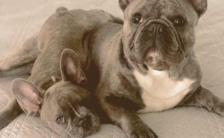 2 French Bulldogs laying on a sofa