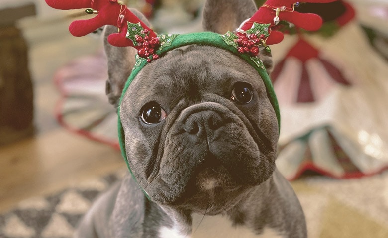 French Bulldog wearing a Christmas ornament