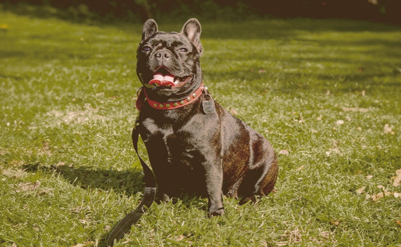 French Bulldog looking away laying on the grass