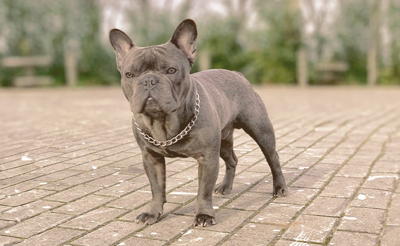 French Bulldog looking away