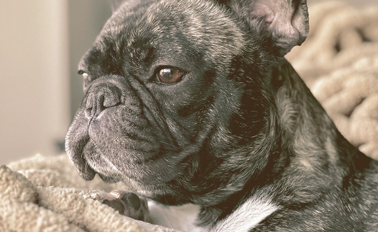 French Bulldog laying down and looking away