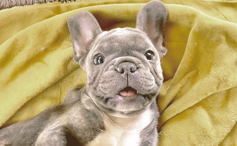 French Bulldog laying on a belly up
