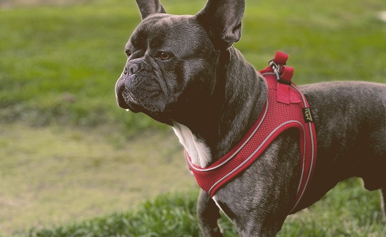 French Bulldog looking away