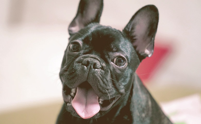 French Bulldog with tongue out