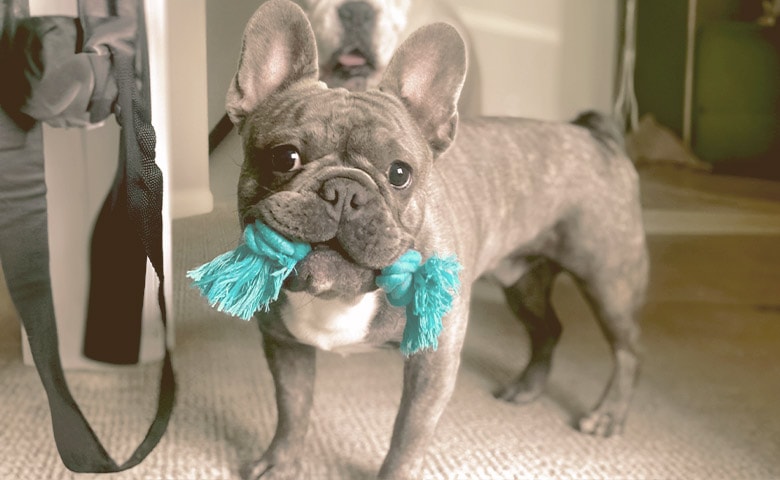 French Bulldog with toy on his mouth