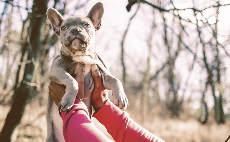 holding a French Bulldog in the air