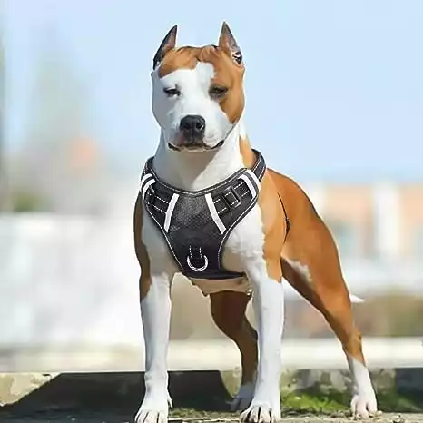 BABYLTRL Big Dog Harness